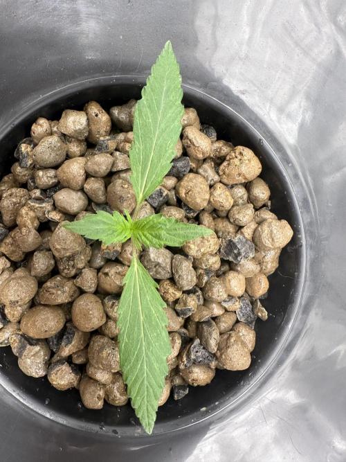 Scoopski F2 Hydro Grow. Week 1