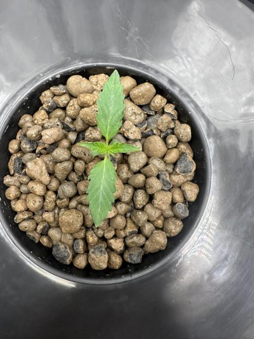 Scoopski F2 Hydro Grow. Week 1
