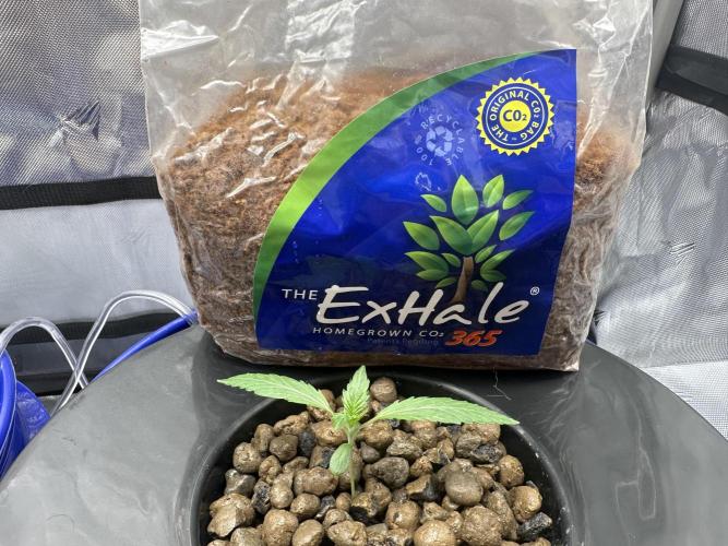 Scoopski F2 Hydro Grow. Week 1