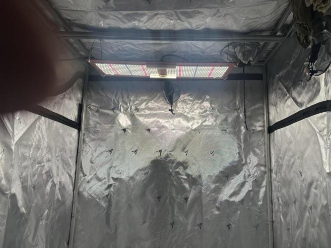 Scoopski F2 Hydro Grow. Week 1