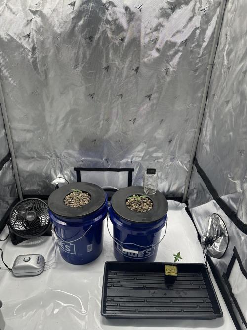 Scoopski F2 Hydro Grow. Week 1