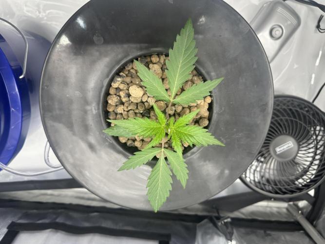 Scoopski F2 Hydro Grow. Week 2
