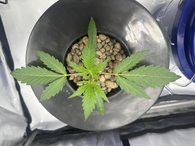Scoopski F2 Hydro Grow. Week 2