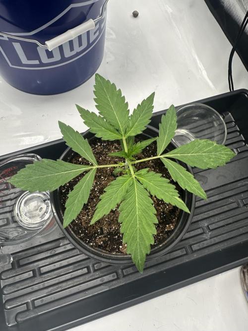Scoopski F2 Hydro Grow. Week 2