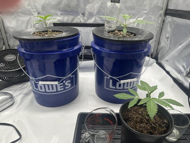 Scoopski F2 Hydro Grow. Week 2