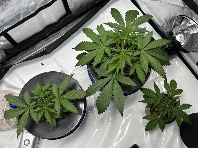 Scoopski F2 Hydro Grow. Week 3
