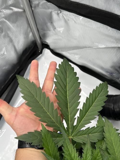 Scoopski F2 Hydro Grow. Week 3