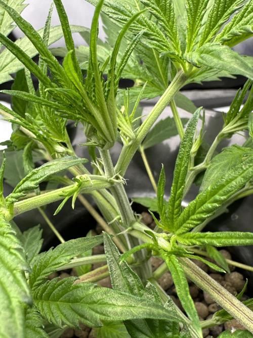 Scoopski F2 Hydro Grow. Week 3
