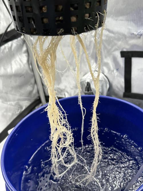 Scoopski F2 Hydro Grow. Week 3