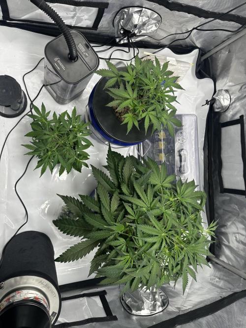 Scoopski F2 Hydro Grow. Week 4