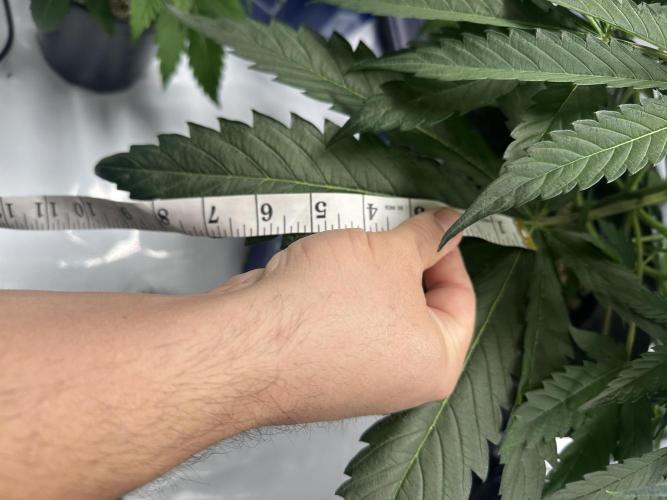 Scoopski F2 Hydro Grow. Week 4