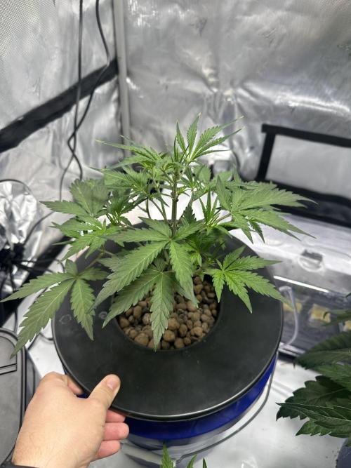 Scoopski F2 Hydro Grow. Week 4