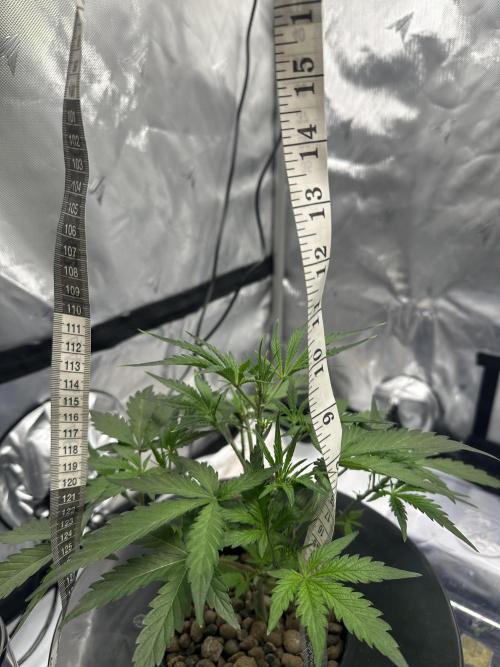 Scoopski F2 Hydro Grow. Week 4