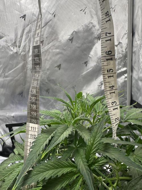 Scoopski F2 Hydro Grow. Week 4