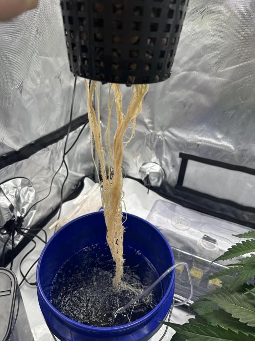 Scoopski F2 Hydro Grow. Week 4