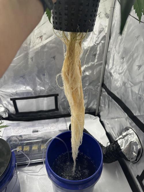 Scoopski F2 Hydro Grow. Week 4