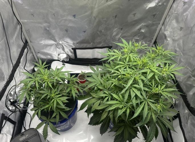 Scoopski F2 Hydro Grow. Week 5