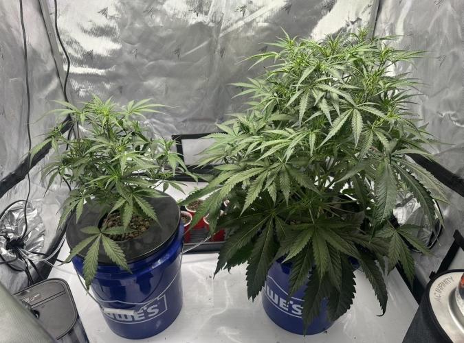 Scoopski F2 Hydro Grow. Week 5