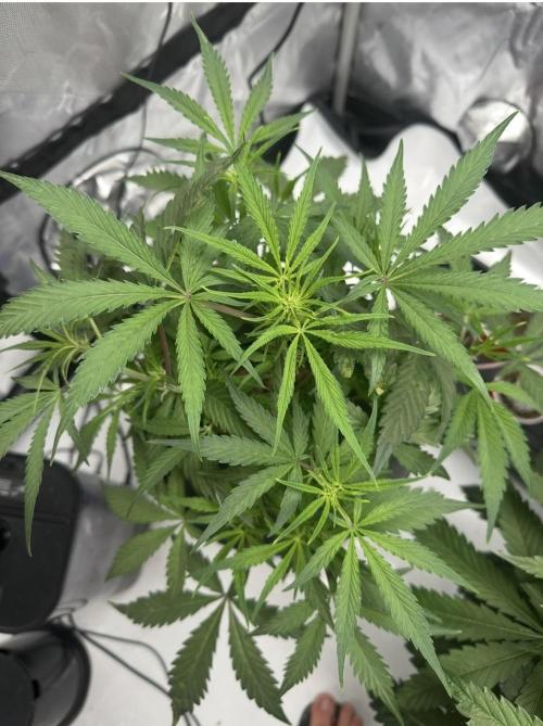 Scoopski F2 Hydro Grow. Week 5