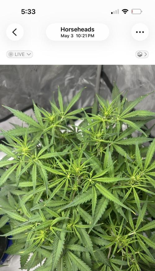 Scoopski F2 Hydro Grow. Week 5