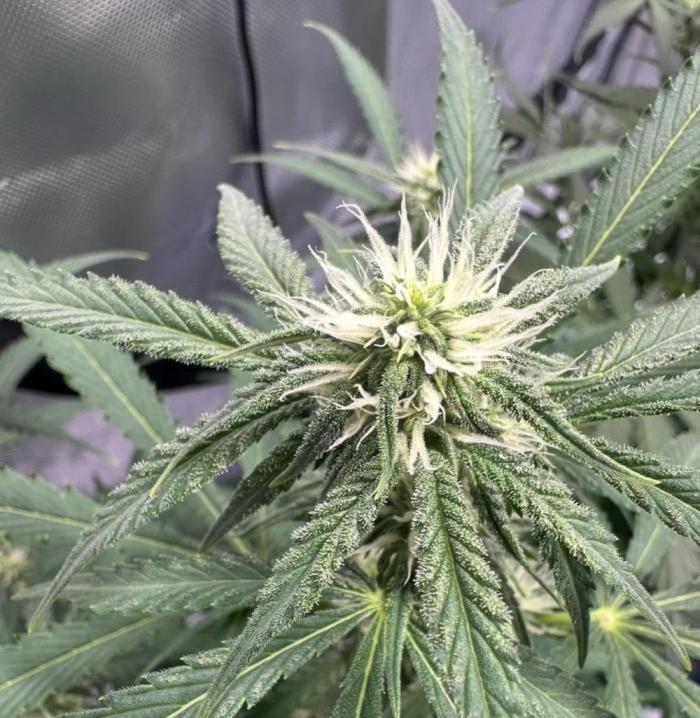 Scoopski F2 Hydro Grow. Week 6