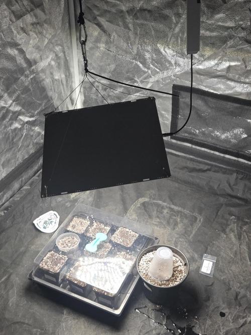 Banana Dessert - R-kiem Seeds. Week 0