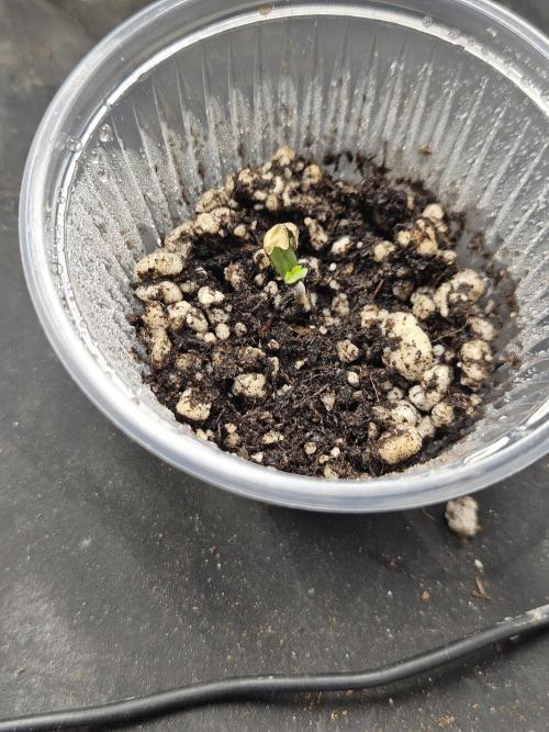 Banana Dessert - R-kiem Seeds. Week 0 - 29/8 germination
