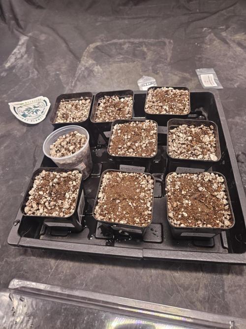 Banana Dessert - R-kiem Seeds. Week 0