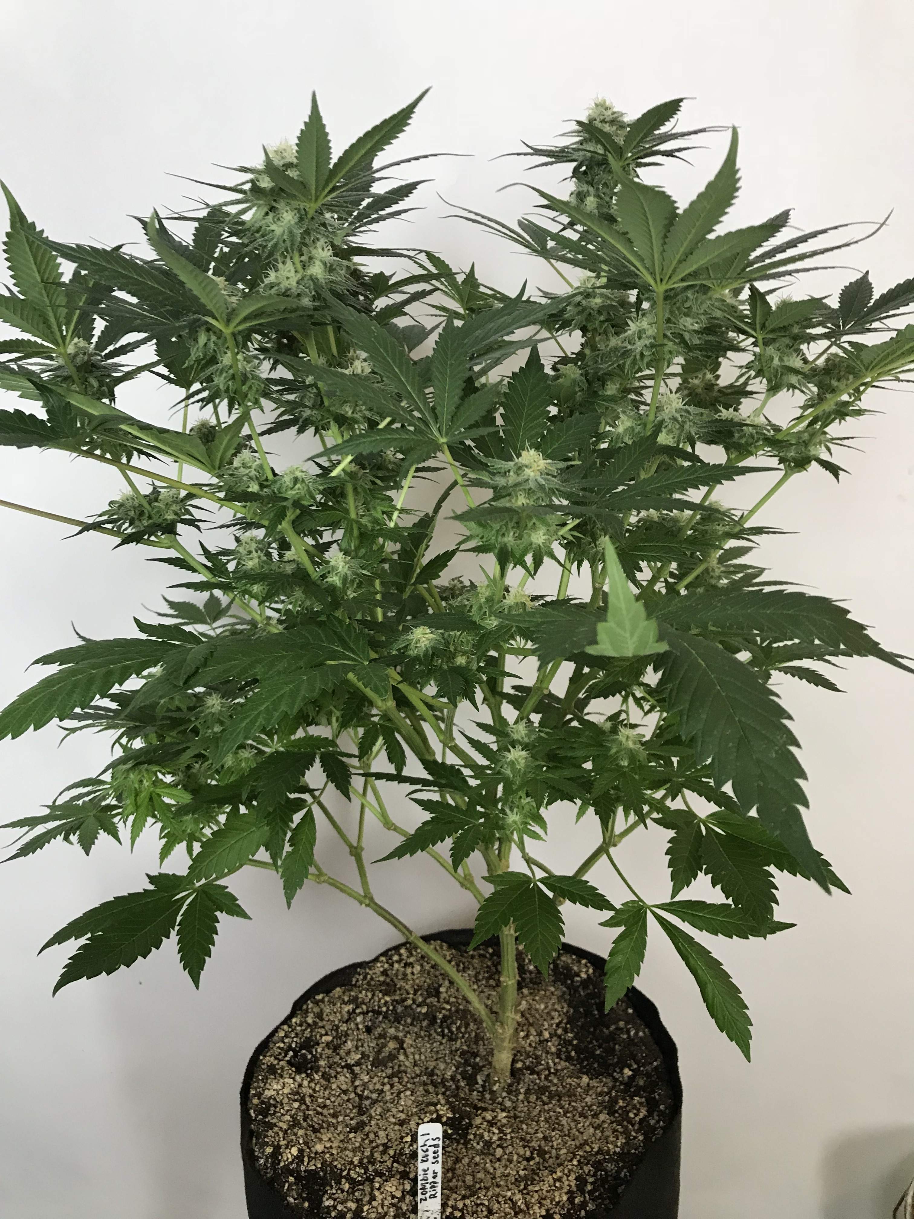 Ripper Seeds Zombie Kush grow diary (journal) week16 by CBD_Sweden