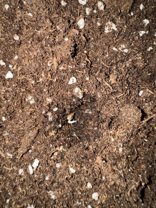 Special Kush #1 - Photoperiodic. Week 0 - Day 3 and the seed goes to BioBizz Light-Mix soil (26,5 l textile pot).
