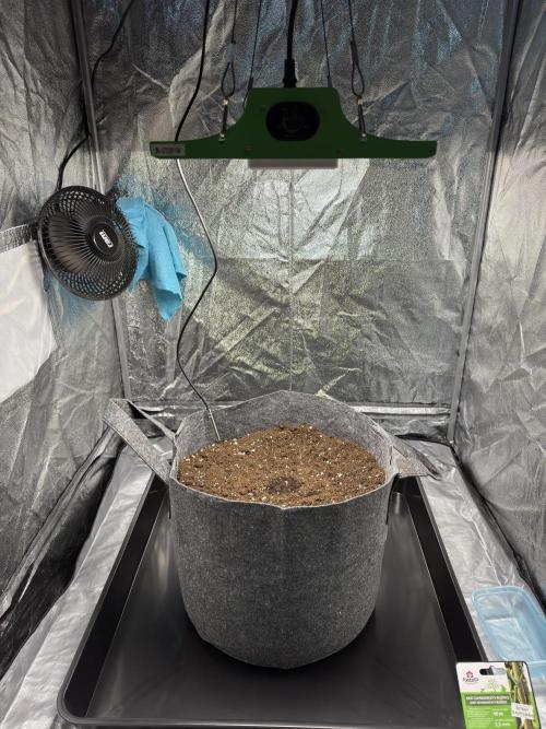 Special Kush #1 - Photoperiodic. Week 0 - Light cycle 18/6, height: 50 cm, power: 35%. Keeping high moisture with wet cloth :D