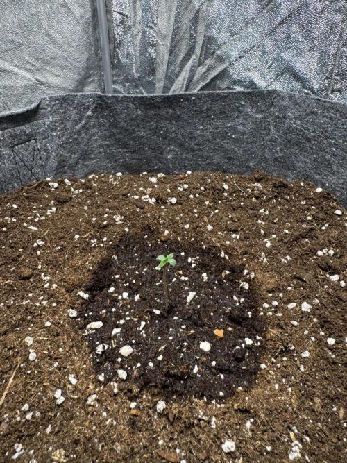 Special Kush #1 - Photoperiodic. Week 0 - Day 5 and the seedling showed herself!