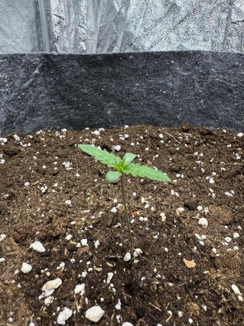 Special Kush #1 - Photoperiodic. Week 0 - Day temp: ~ 26°C, Night temp: ~ 24°C; Humidity: 70-80%