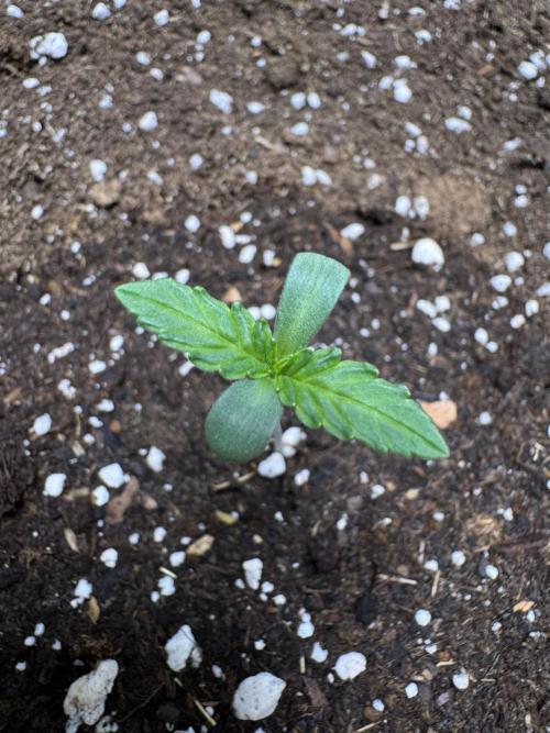 Special Kush #1 - Photoperiodic. Week 0 - Look at that beauty!