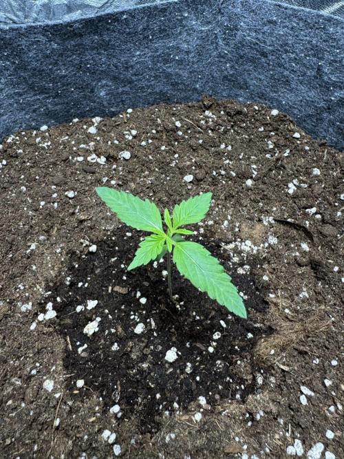 Special Kush #1 - Photoperiodic. Week 1 - Day 4 of VEG.