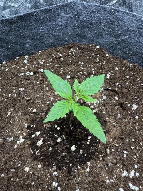Special Kush #1 - Photoperiodic. Week 1 - Day 6 od VEG.