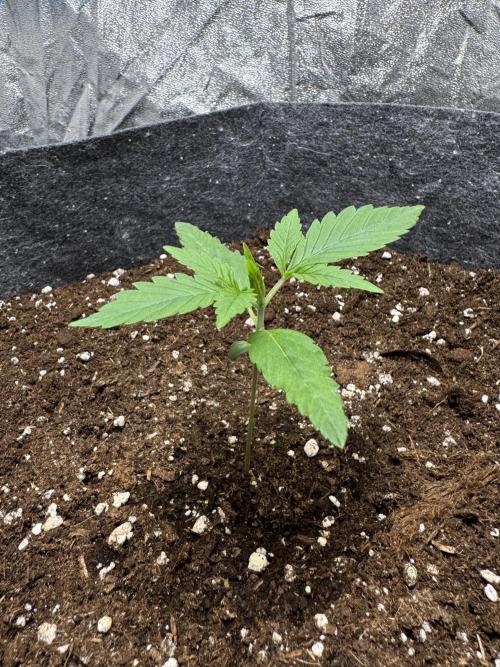 Special Kush #1 - Photoperiodic. Week 1 - Day 7 of VEG. 15 Days since the start of Germination.