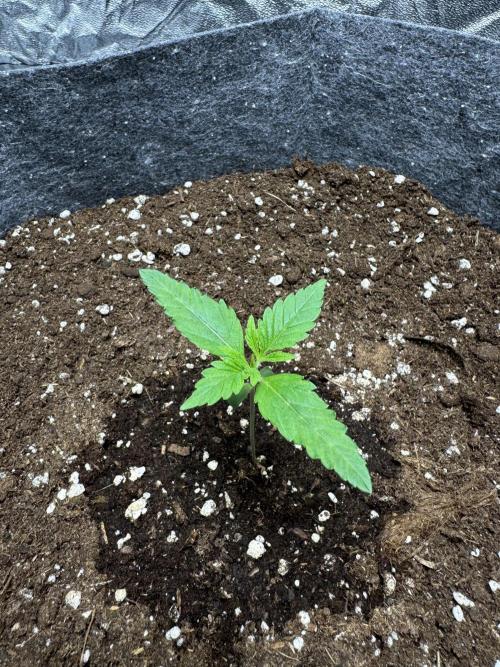 Special Kush #1 - Photoperiodic. Week 1 - Day 5 of VEG.
