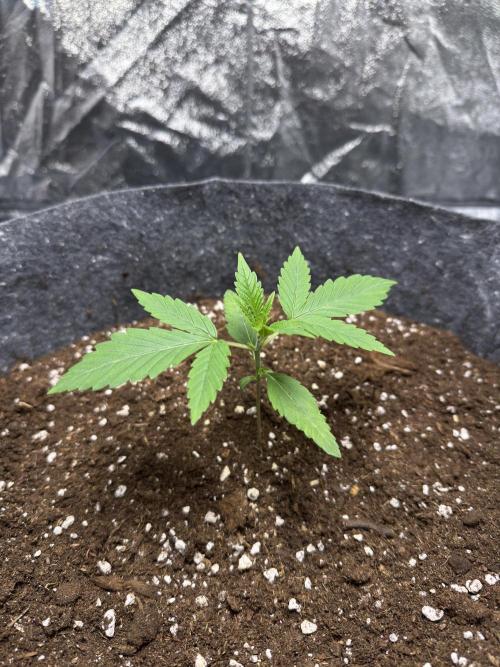 Special Kush #1 - Photoperiodic. Week 2 - Day 9