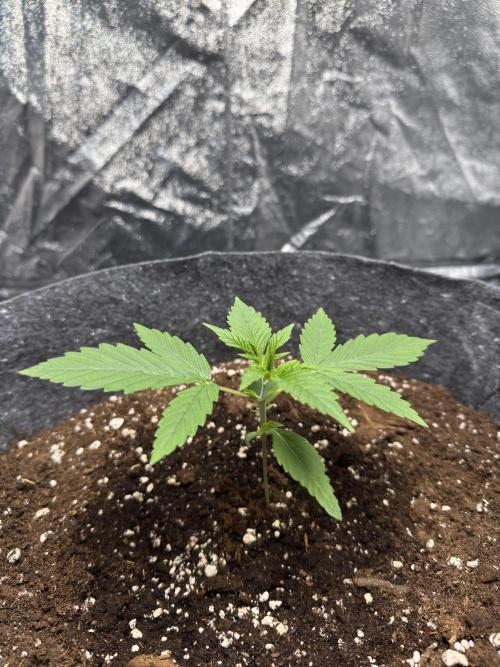 Special Kush #1 - Photoperiodic. Week 2 - Day 10