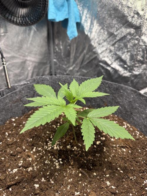 Special Kush #1 - Photoperiodic. Week 2 - Day 12