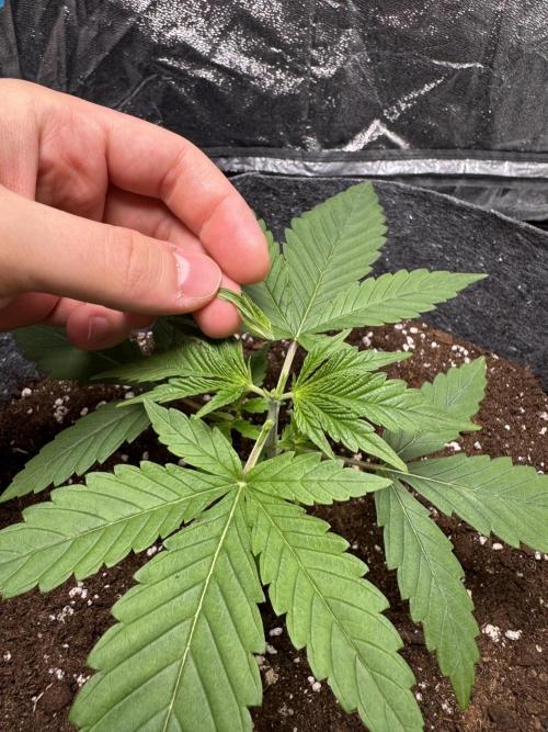 Special Kush #1 - Photoperiodic. Week 2 - Day 13. Topping!