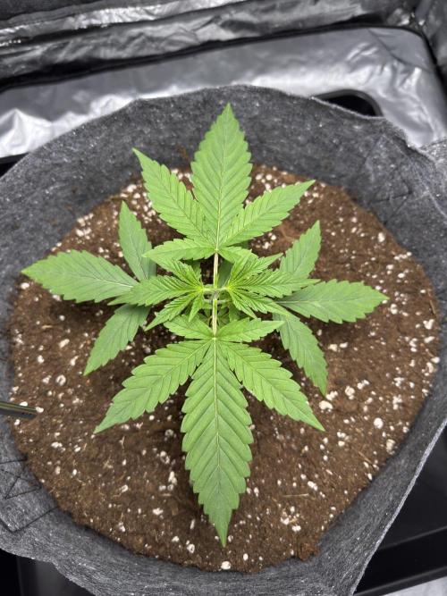 Special Kush #1 - Photoperiodic. Week 2 - Day 13. Topping!
