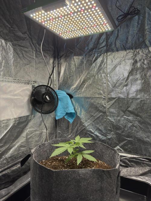 Special Kush #1 - Photoperiodic. Week 2 - Day 13