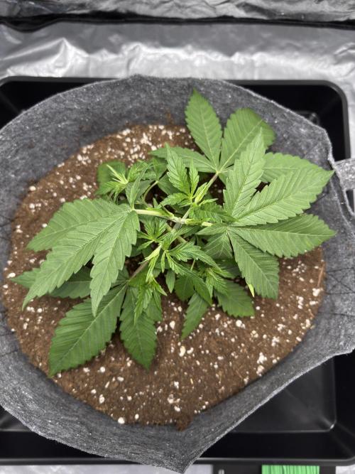 Special Kush #1 - Photoperiodic. Week 3 - Day 17