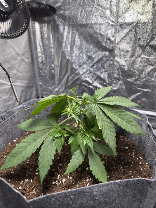 Special Kush #1 - Photoperiodic. Week 3 - Day 17