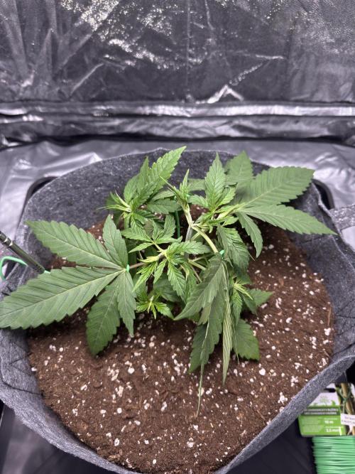 Special Kush #1 - Photoperiodic. Week 3 - Day 18