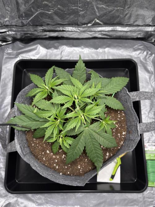 Special Kush #1 - Photoperiodic. Week 3 - Day 19