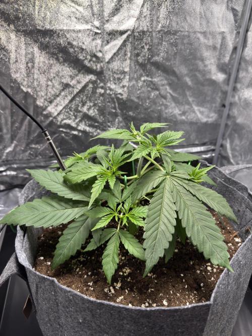 Special Kush #1 - Photoperiodic. Week 3 - Day 20