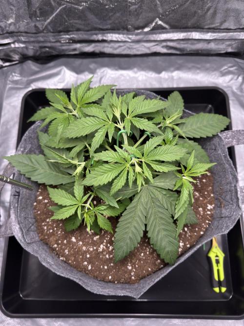Special Kush #1 - Photoperiodic. Week 3 - Day 21